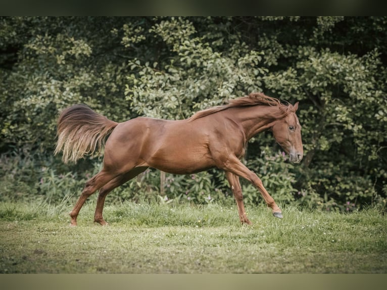 Caballo cuarto de milla Yegua 2 años Alazán-tostado in Lindlar