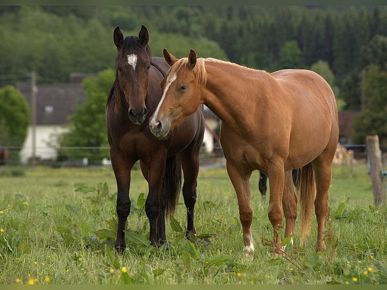 Caballo cuarto de milla Yegua 2 años Alazán in Biberach an der Ri&#xDF;