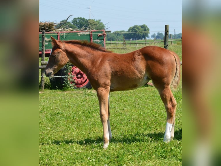 Caballo cuarto de milla Yegua 2 años Alazán in Uedem