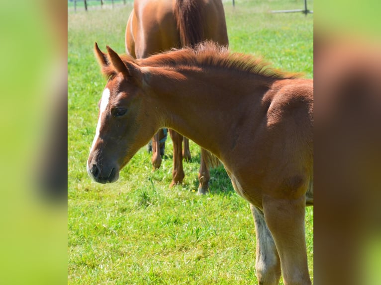 Caballo cuarto de milla Yegua 2 años Alazán in Uedem