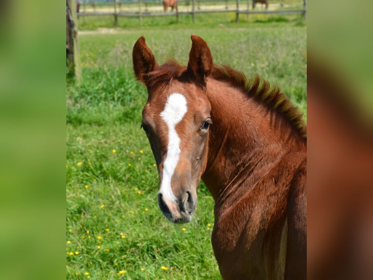 Caballo cuarto de milla Yegua 2 años Alazán in Uedem