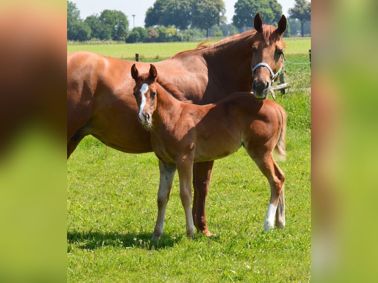 Caballo cuarto de milla Yegua 2 años Alazán in Uedem