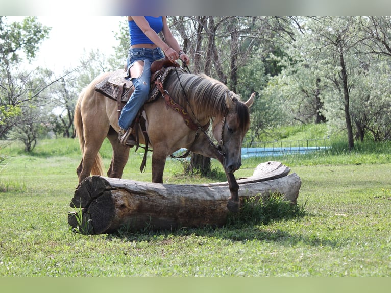 Caballo cuarto de milla Yegua 2 años Bayo in Fort Collins Caballo cuarto de milla Yegua 2 años Bayo in Fort Collins