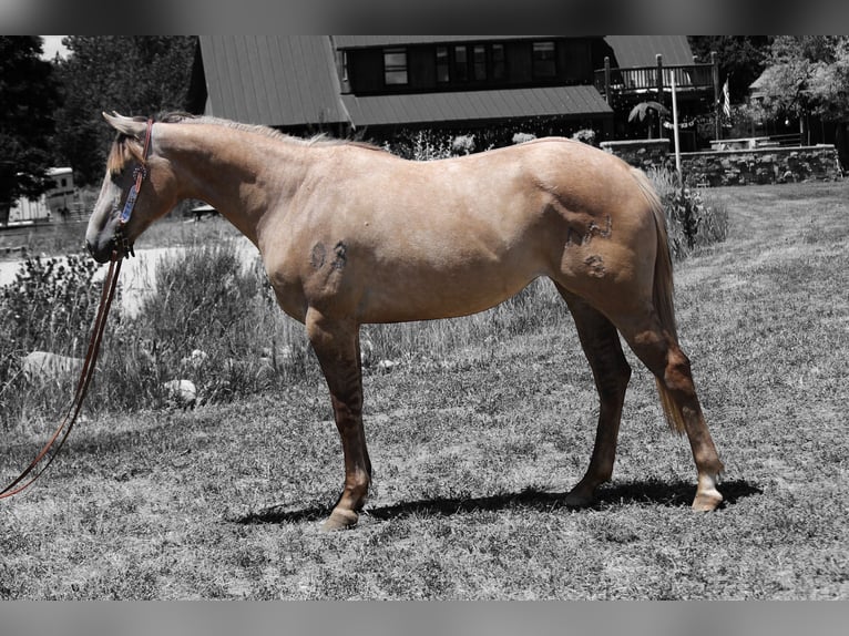 Caballo cuarto de milla Yegua 2 años Bayo in Fort Collins Caballo cuarto de milla Yegua 2 años Bayo in Fort Collins