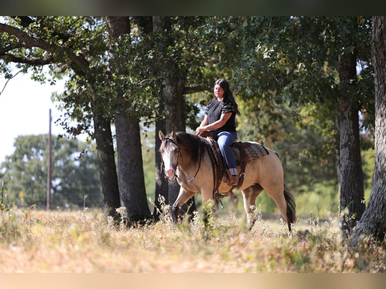 Caballo cuarto de milla Yegua 2 años Buckskin/Bayo in Mount Vernon