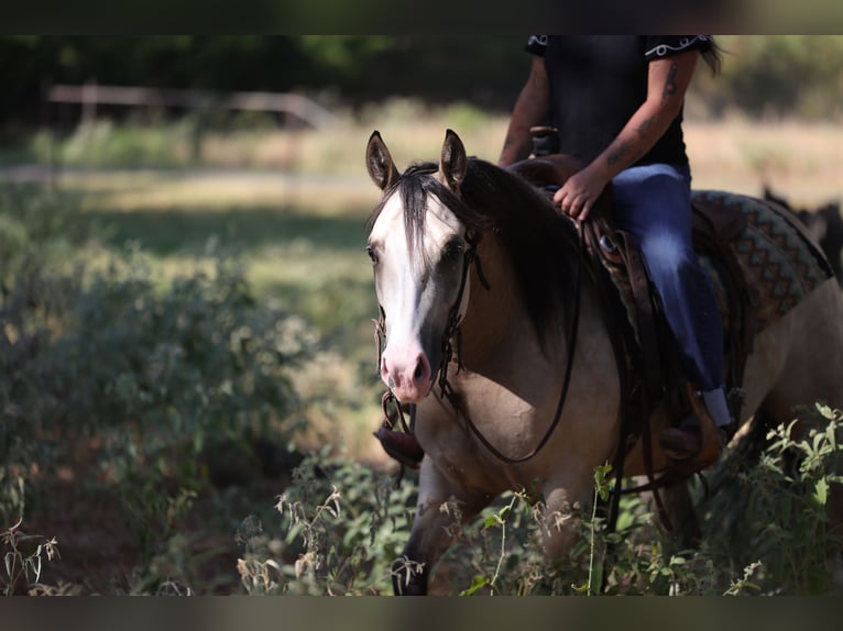 Caballo cuarto de milla Yegua 2 años Buckskin/Bayo in Mount Vernon