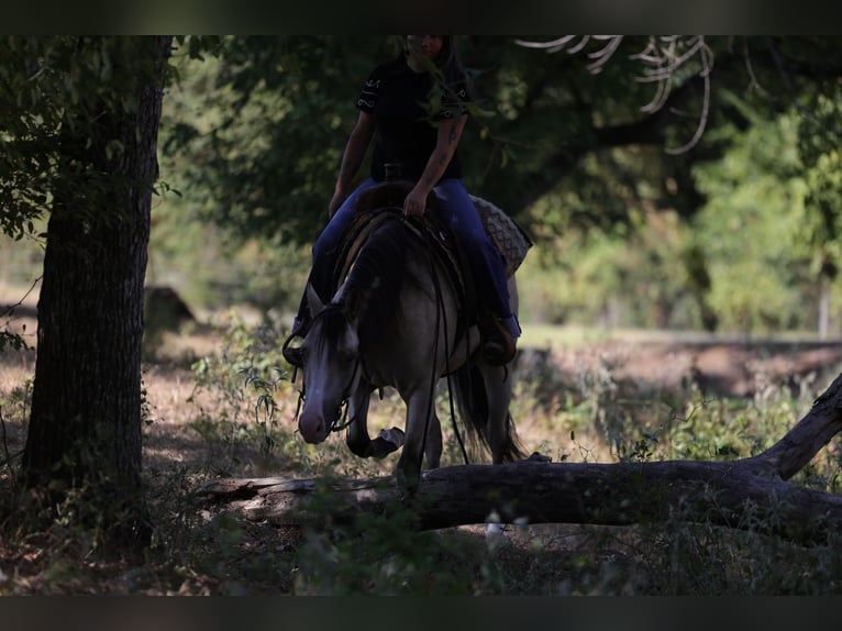 Caballo cuarto de milla Yegua 2 años Buckskin/Bayo in Mount Vernon