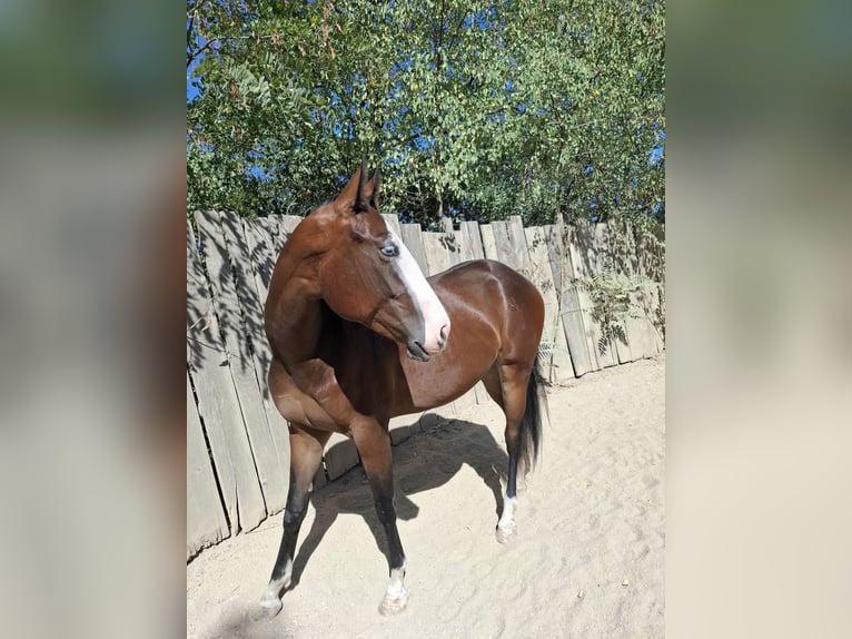 Caballo cuarto de milla Yegua 2 años Castaño oscuro in Wien, Donaustadt