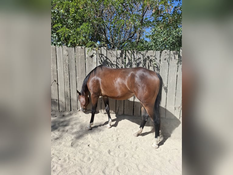 Caballo cuarto de milla Yegua 2 años Castaño oscuro in Wien, Donaustadt