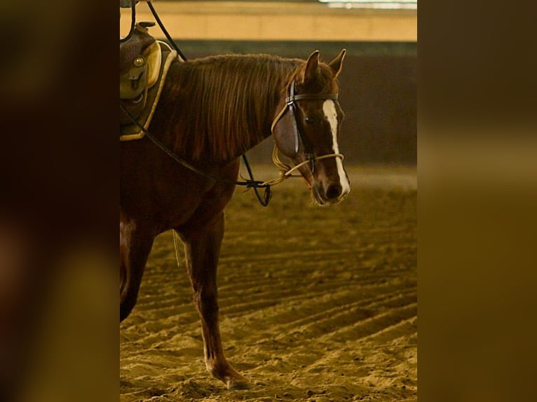 Caballo cuarto de milla Yegua 2 años Castaño oscuro in München
