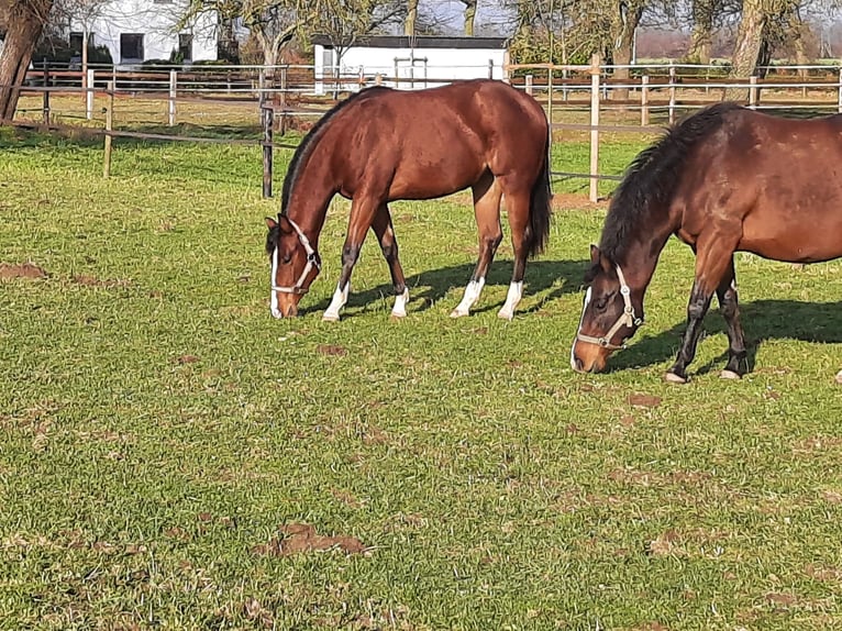 Caballo cuarto de milla Yegua 2 años Castaño in Bedburg-Hau