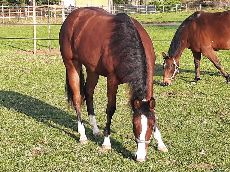 Caballo cuarto de milla Yegua 2 años Castaño in Bedburg-Hau