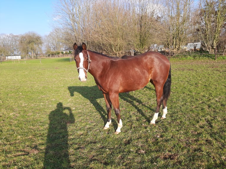 Caballo cuarto de milla Yegua 2 años Castaño in Bedburg-Hau