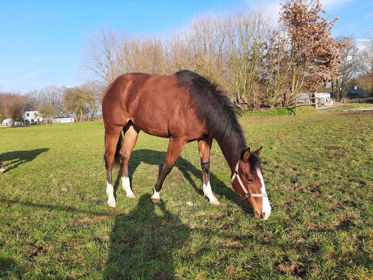 Caballo cuarto de milla Yegua 2 años Castaño in Bedburg-Hau