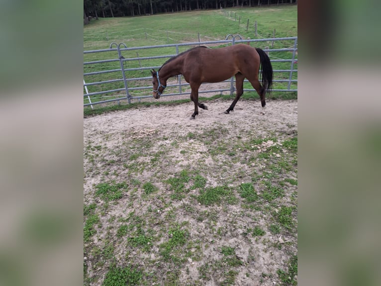 Caballo cuarto de milla Yegua 2 años Castaño in Sch&#xF6;nau i.M