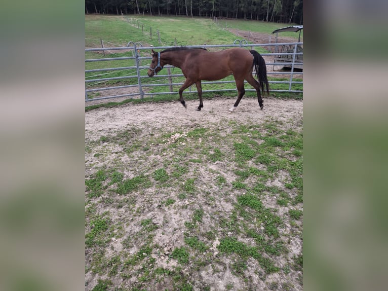 Caballo cuarto de milla Yegua 2 años Castaño in Sch&#xF6;nau i.M