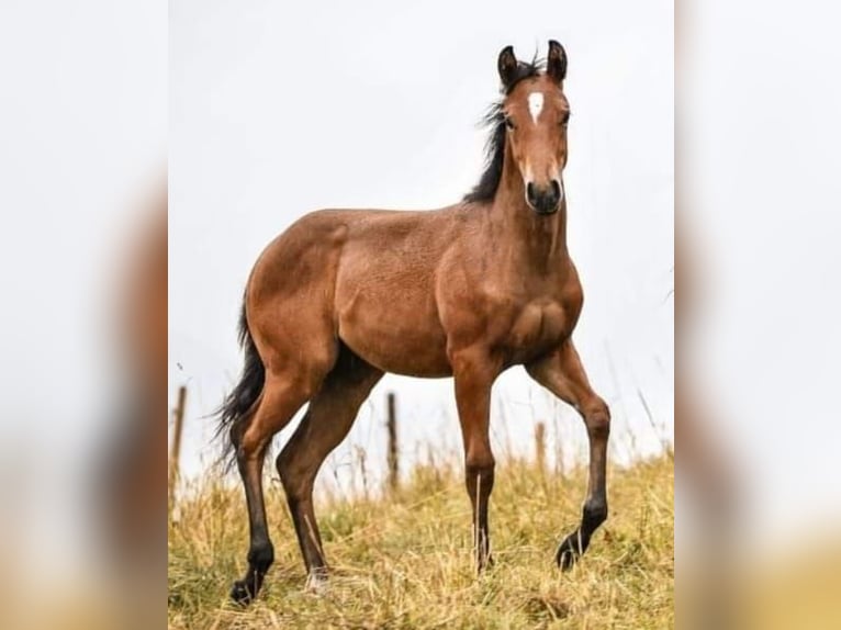 Caballo cuarto de milla Yegua 2 años Castaño in Sch&#xF6;nau i.M