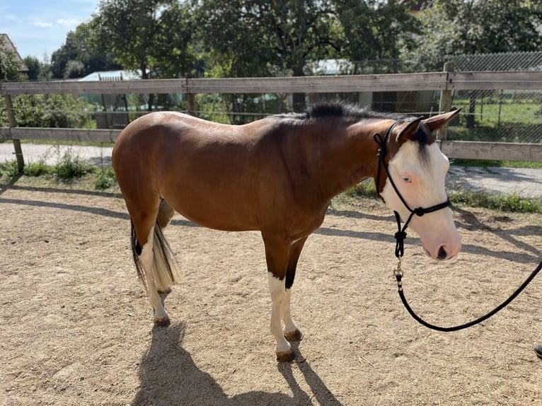 Caballo cuarto de milla Yegua 2 años Castaño in Freystadt