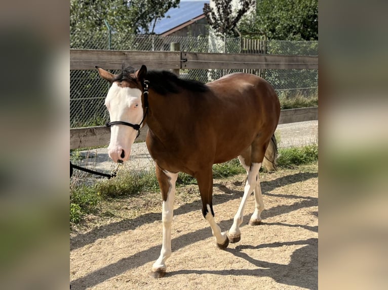 Caballo cuarto de milla Yegua 2 años Castaño in Freystadt