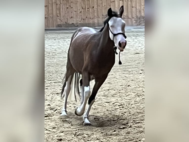 Caballo cuarto de milla Yegua 2 años Castaño in Freystadt