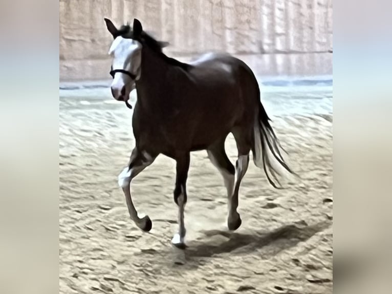 Caballo cuarto de milla Yegua 2 años Castaño in Freystadt