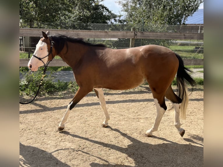 Caballo cuarto de milla Yegua 2 años Castaño in Freystadt