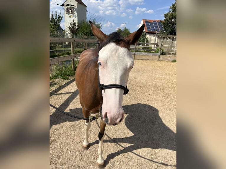 Caballo cuarto de milla Yegua 2 años Castaño in Freystadt