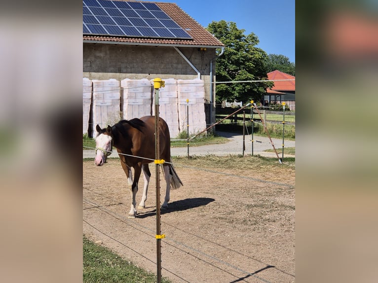 Caballo cuarto de milla Yegua 2 años Castaño in Freystadt