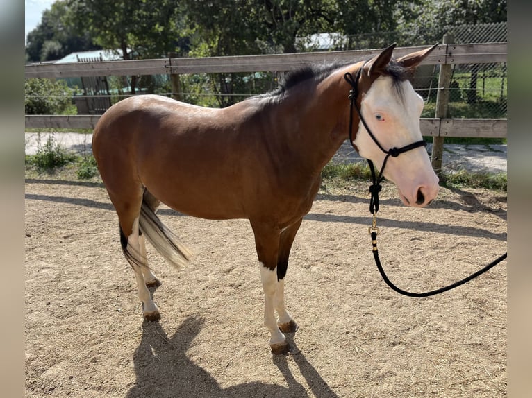 Caballo cuarto de milla Yegua 2 años Castaño in Freystadt