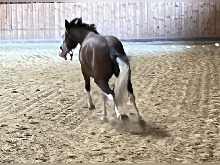 Caballo cuarto de milla Yegua 2 años Castaño in Freystadt