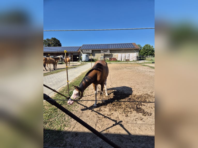 Caballo cuarto de milla Yegua 2 años Castaño in Freystadt