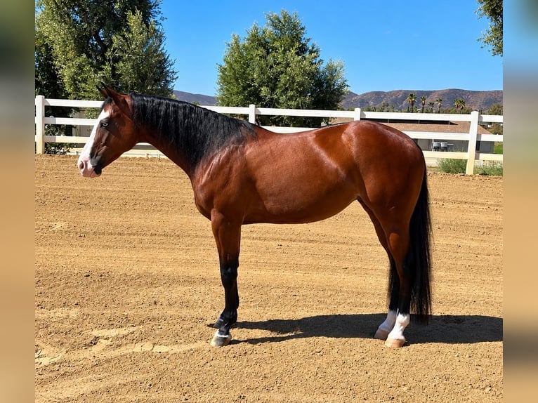 Caballo cuarto de milla Yegua 2 años Castaño rojizo in Ramona