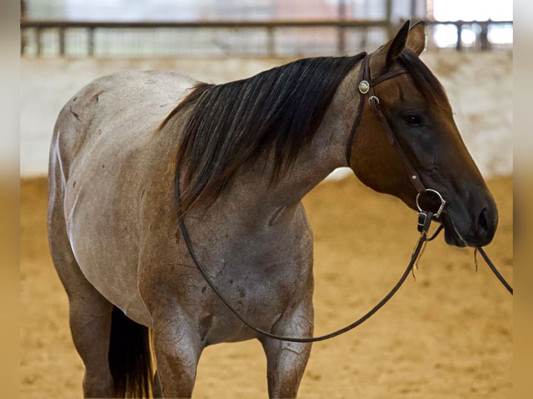 Caballo cuarto de milla Yegua 2 años Castaño-ruano in Bryan