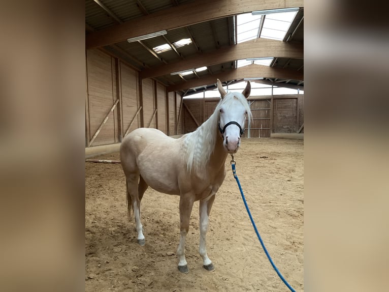 Caballo cuarto de milla Yegua 2 años Palomino in Haunetal