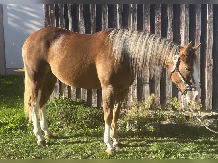 Caballo cuarto de milla Yegua 2 años Palomino in Parkstein