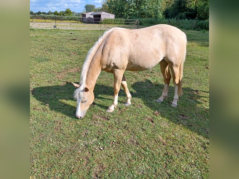 Caballo cuarto de milla Yegua 2 años Palomino in Vogelwaarde