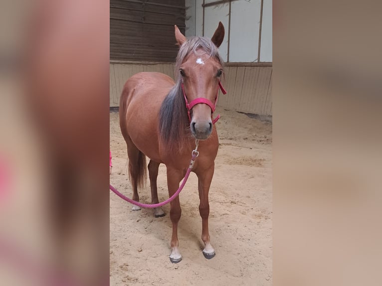 Caballo cuarto de milla Yegua 2 años in Oud-Turnhout