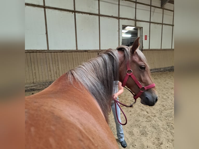 Caballo cuarto de milla Yegua 2 años in Oud-Turnhout