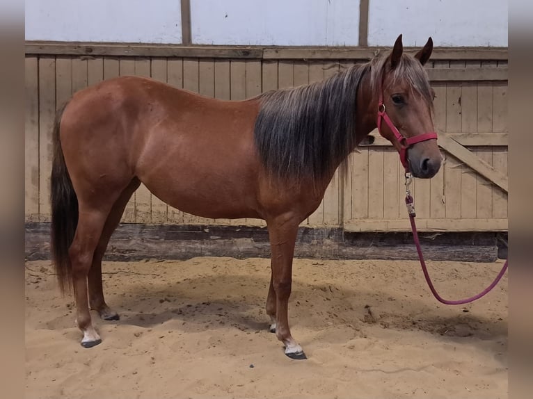 Caballo cuarto de milla Yegua 2 años in Oud-Turnhout