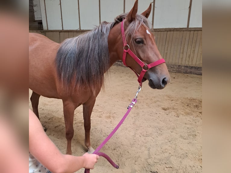 Caballo cuarto de milla Yegua 2 años in Oud-Turnhout