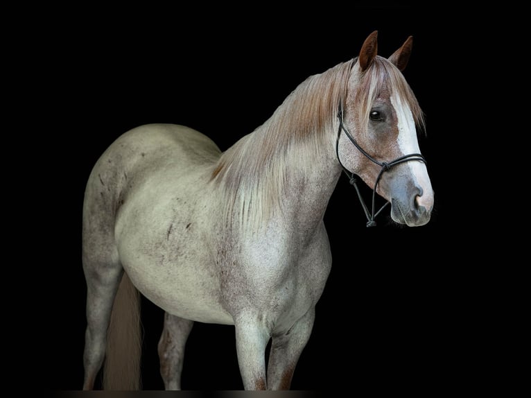 Caballo cuarto de milla Yegua 2 años Ruano alazán in Lapeer