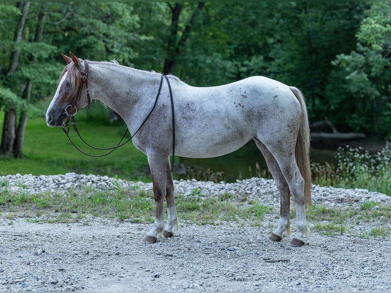 Caballo cuarto de milla Yegua 2 años Ruano alazán in Lapeer