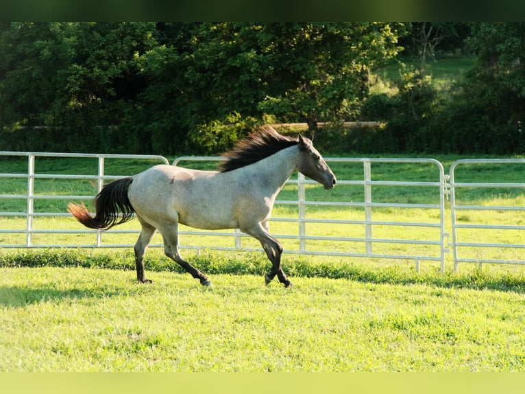 Caballo cuarto de milla Yegua 2 años Ruano azulado in Centerville