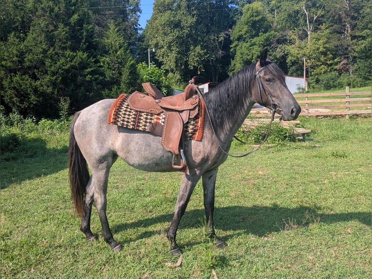 Caballo cuarto de milla Yegua 2 años Ruano azulado in Centerville