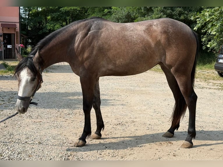Caballo cuarto de milla Yegua 2 años Tordo in Settimo Milanese