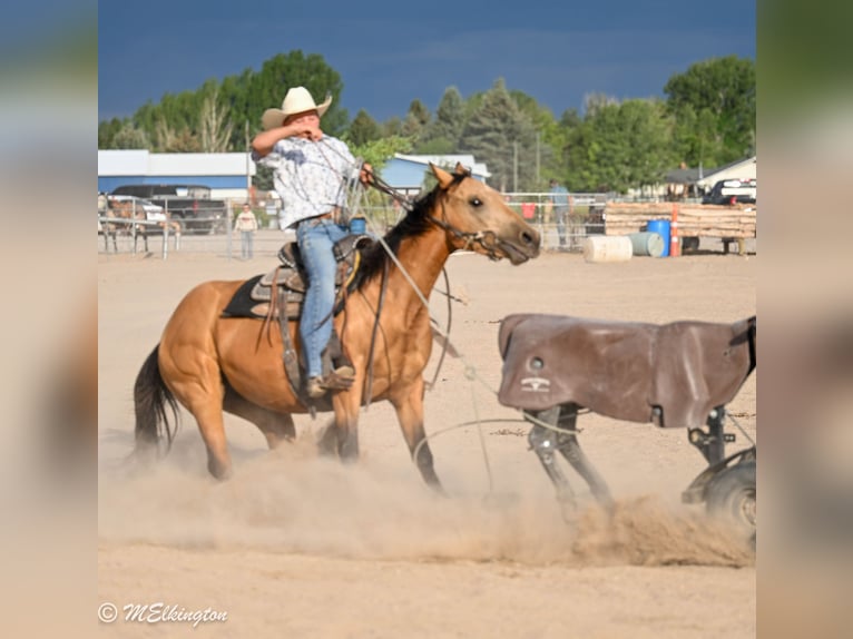 Caballo cuarto de milla Yegua 3 años 142 cm Buckskin/Bayo in Rigby