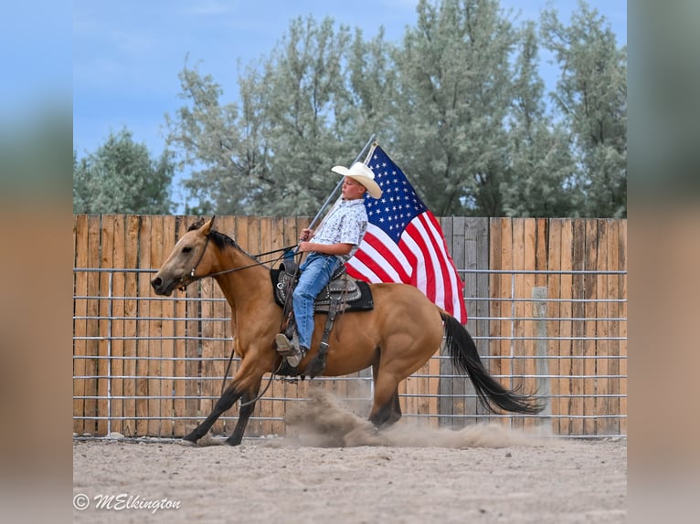 Caballo cuarto de milla Yegua 3 años 142 cm Buckskin/Bayo in Rigby