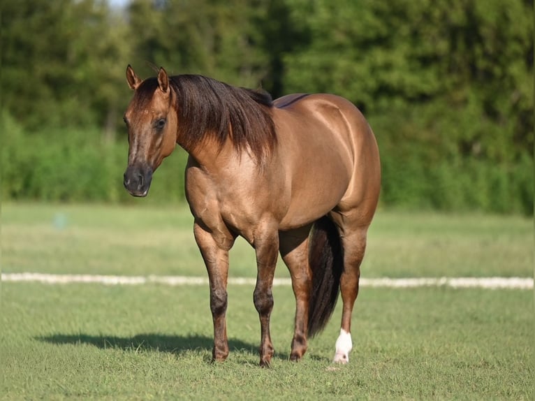 Caballo cuarto de milla Yegua 3 años 142 cm Red Dun/Cervuno in Waco, TX