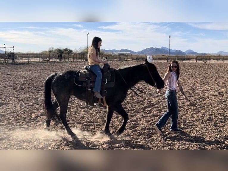 Caballo cuarto de milla Yegua 3 años 142 cm Ruano azulado in Marana