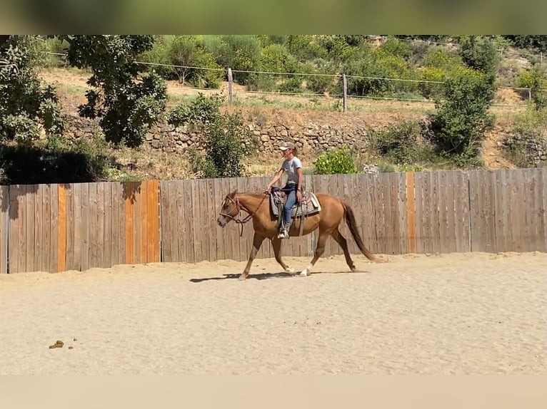 Caballo cuarto de milla Yegua 3 años 145 cm Alazán in Montgaillard